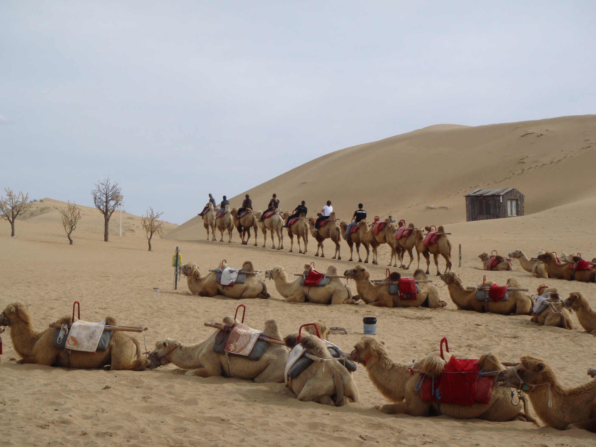 Camel caravan