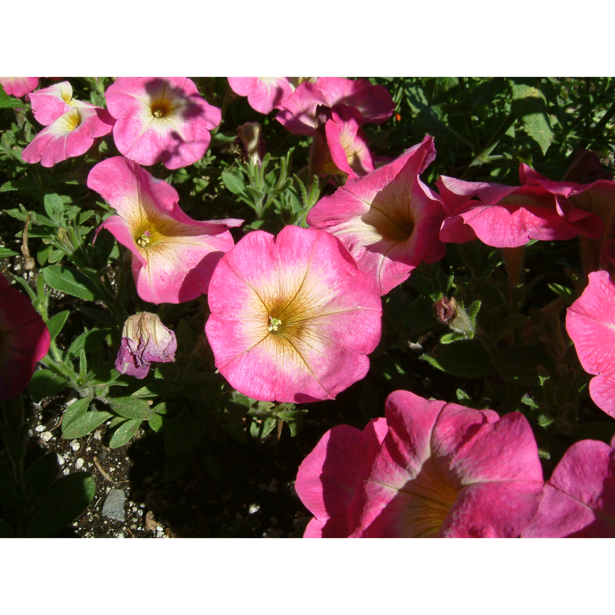 Digicam sample photo