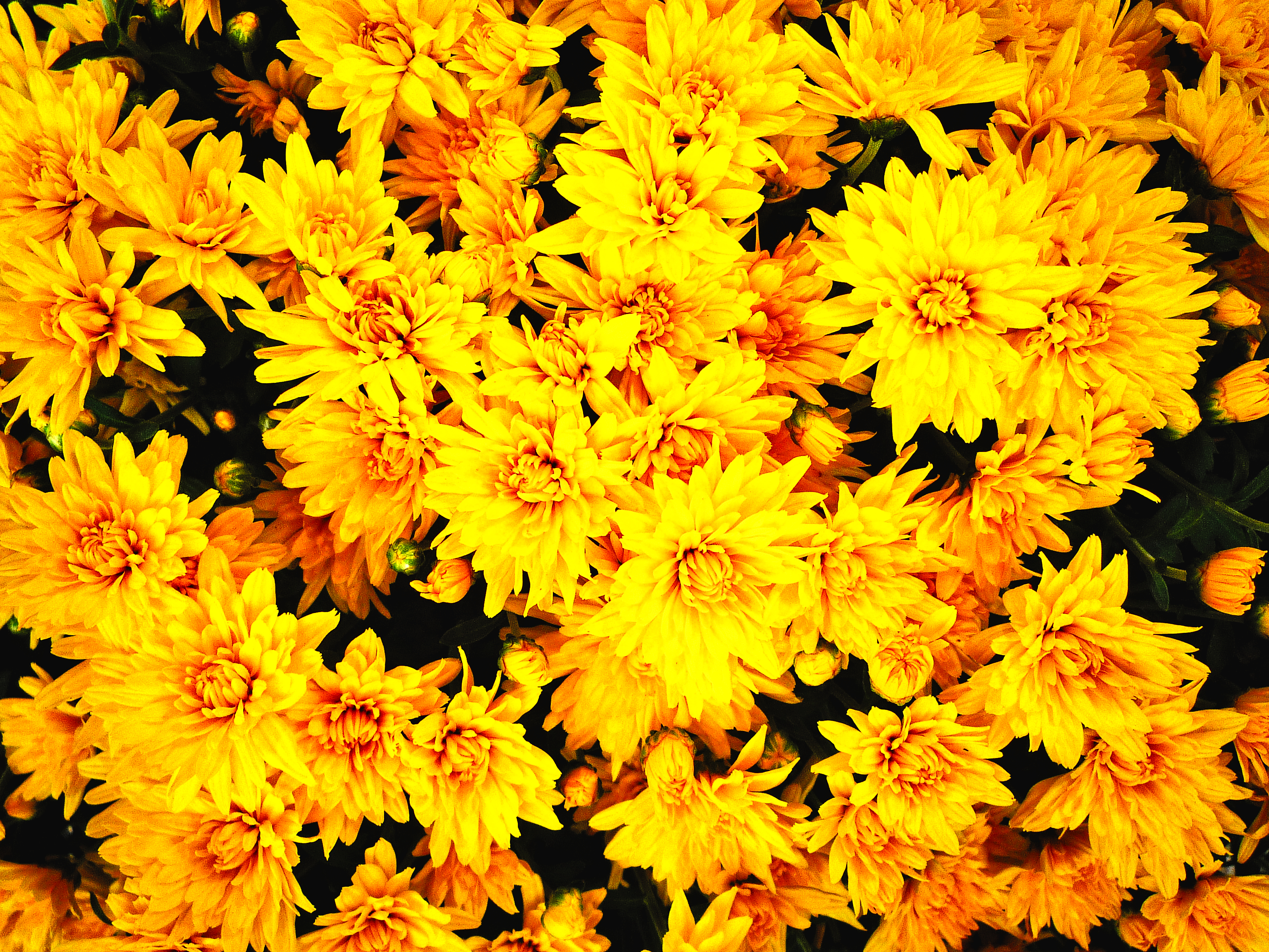 Digicam sample photo