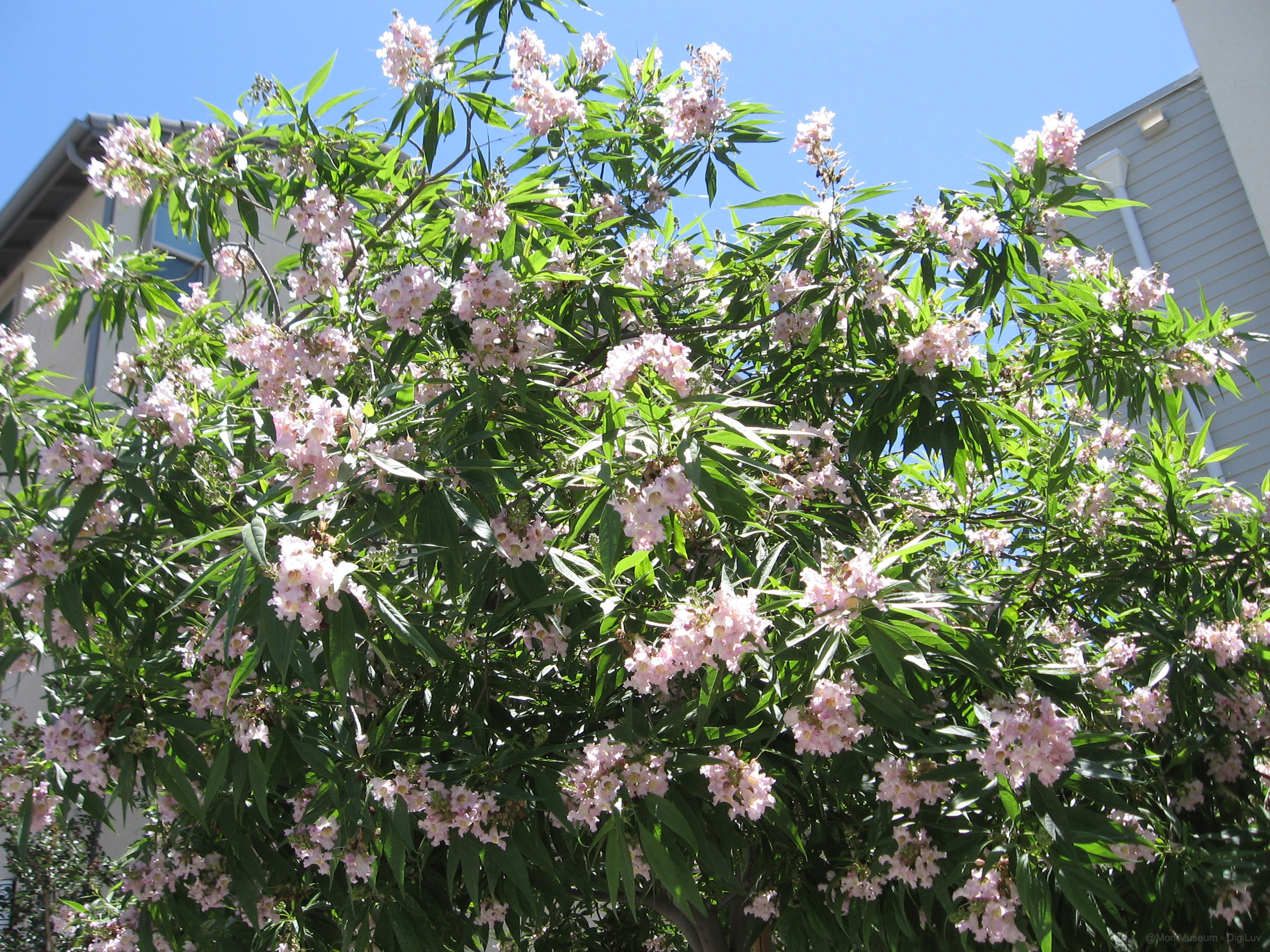 Sample photo